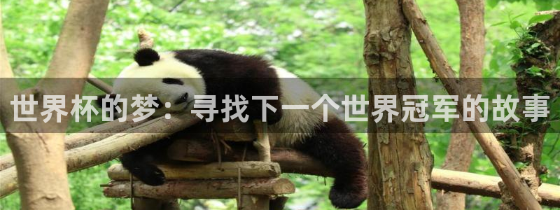 世界杯足球赛2026：世界杯的梦：寻找下一个世界冠军的故事